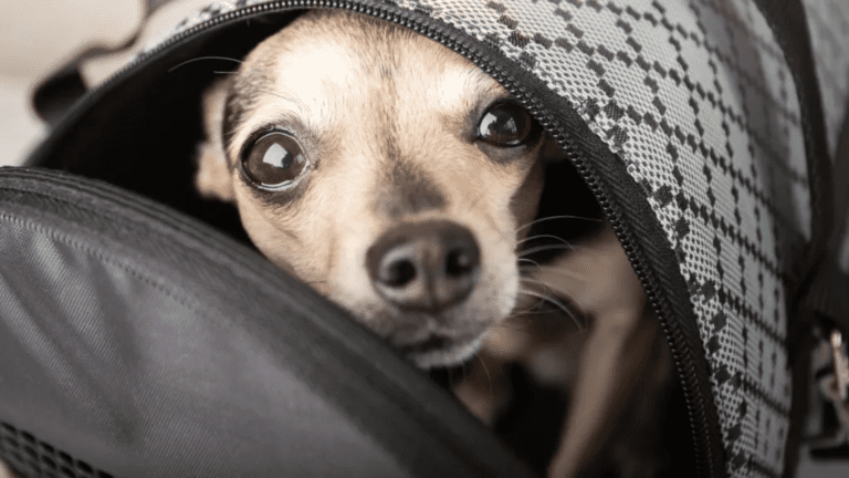 Doggy Bags Essentials: Packing for Your Pet's Comfort